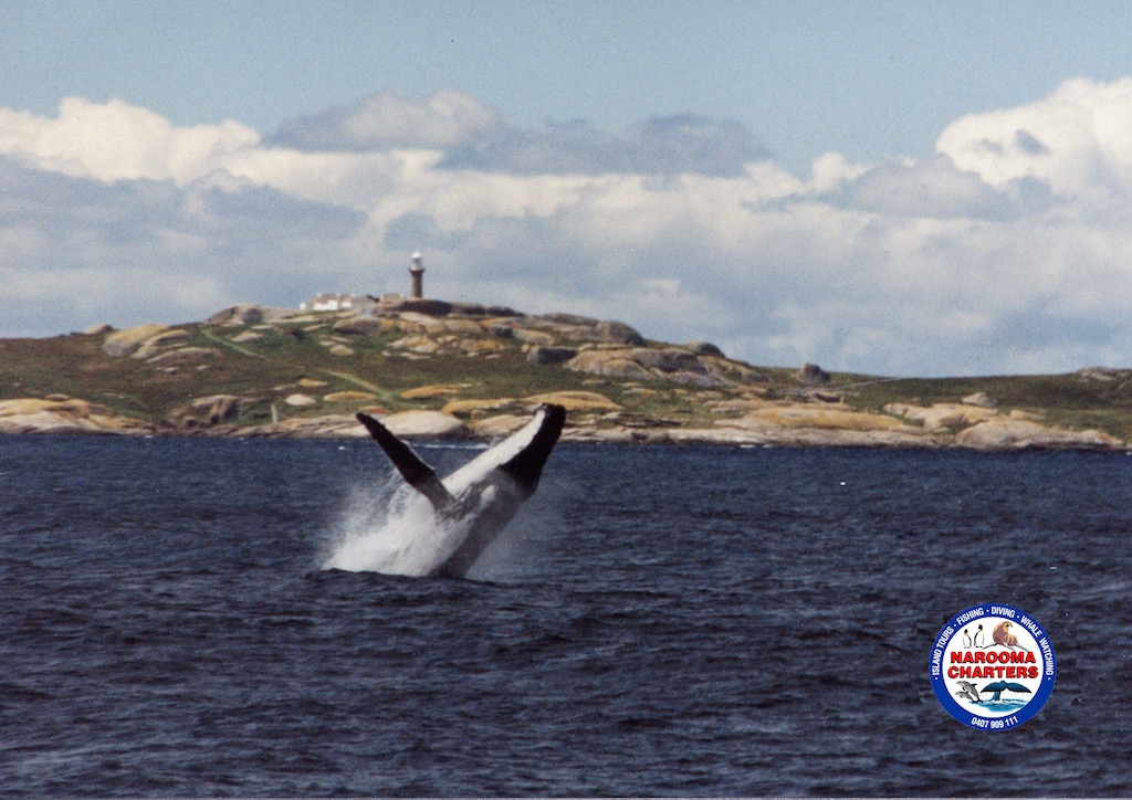 Barunguba Montague Island, Whale Watch &, Seals Tour 8:00 am   (Landing on Island) September thru Mid November